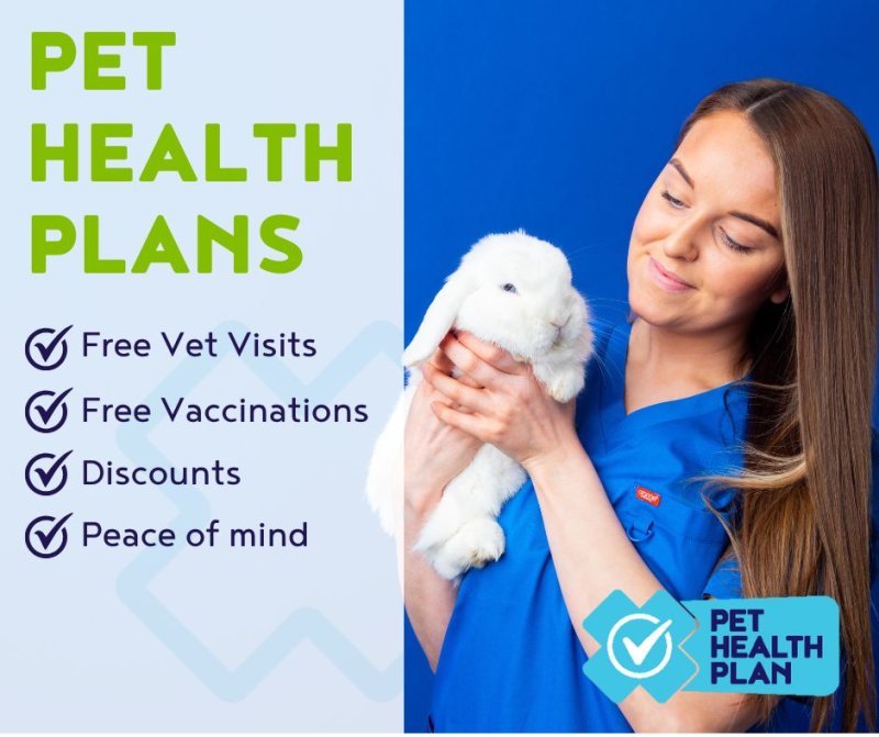 rabbit plan, rabbit nsurance