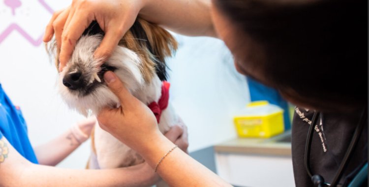 dog dentist , dental dog, cat dentist