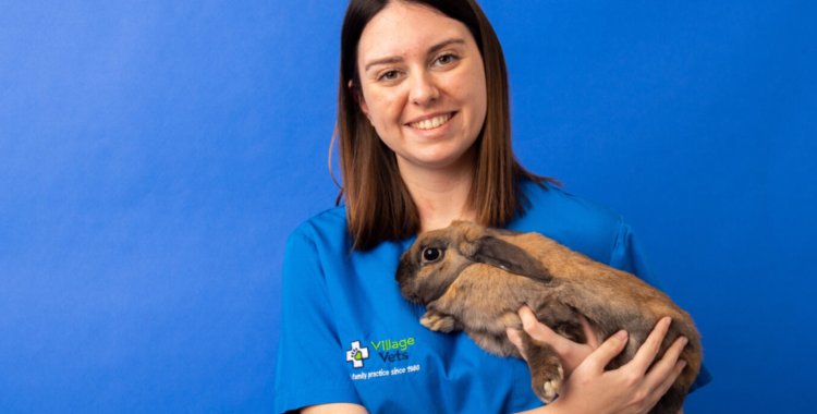 rabbit teeth, rabbit dental