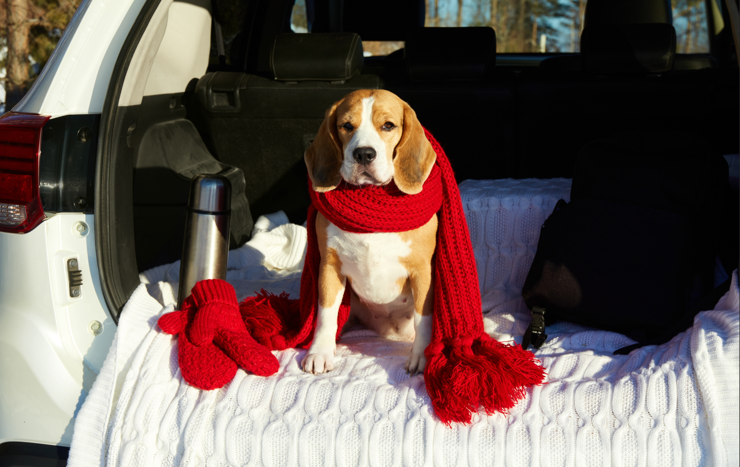 dog travelink in the car in winter