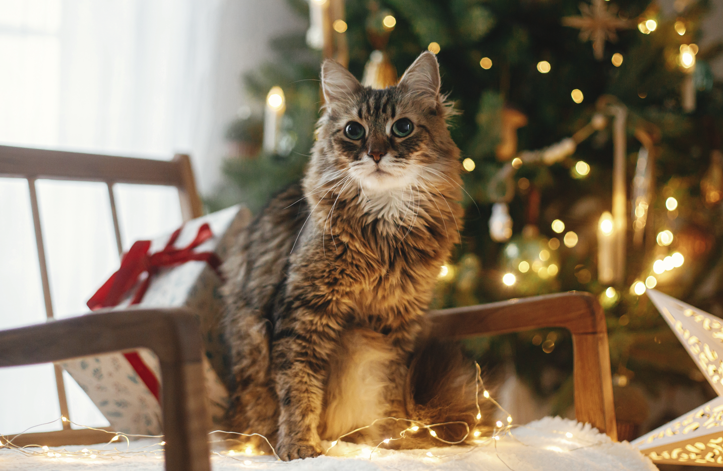 Festive holiday decorations with a cat by the Christmas tree, symbolizing pets during Christmas