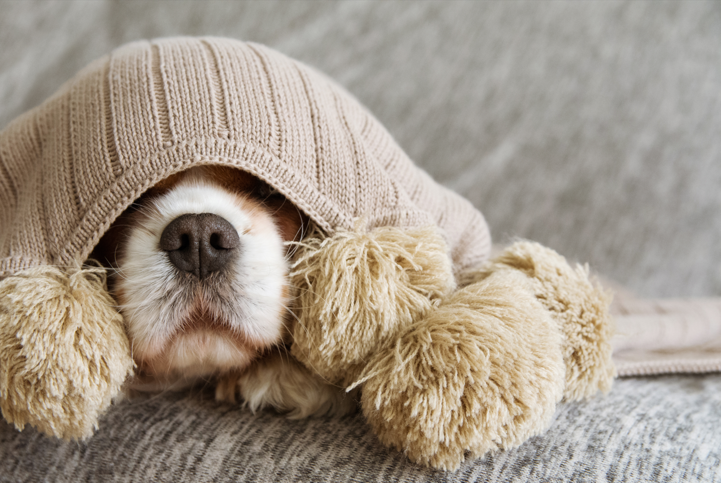 Dog hiding under a blanket, seeking comfort from Christmas season fireworks