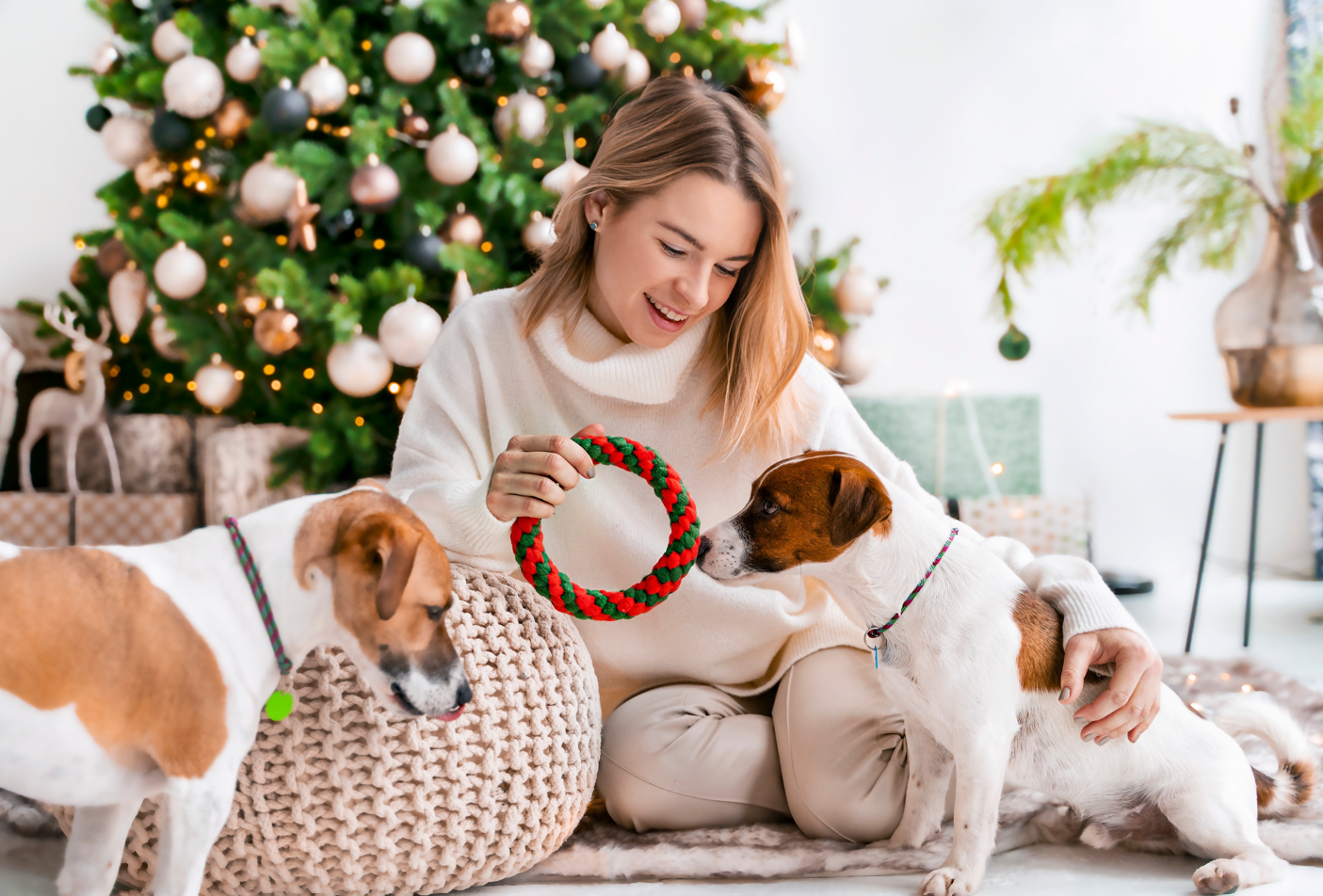 Owner playing indoors with their dog, enjoying quality time together during the Christmas season