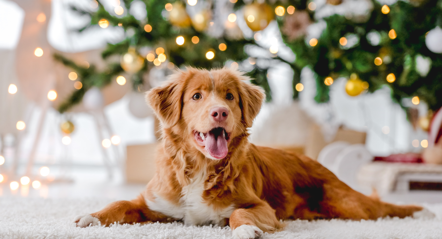 Happy, relaxed dog sitting comfortably under the Christmas tree, enjoying the holiday season