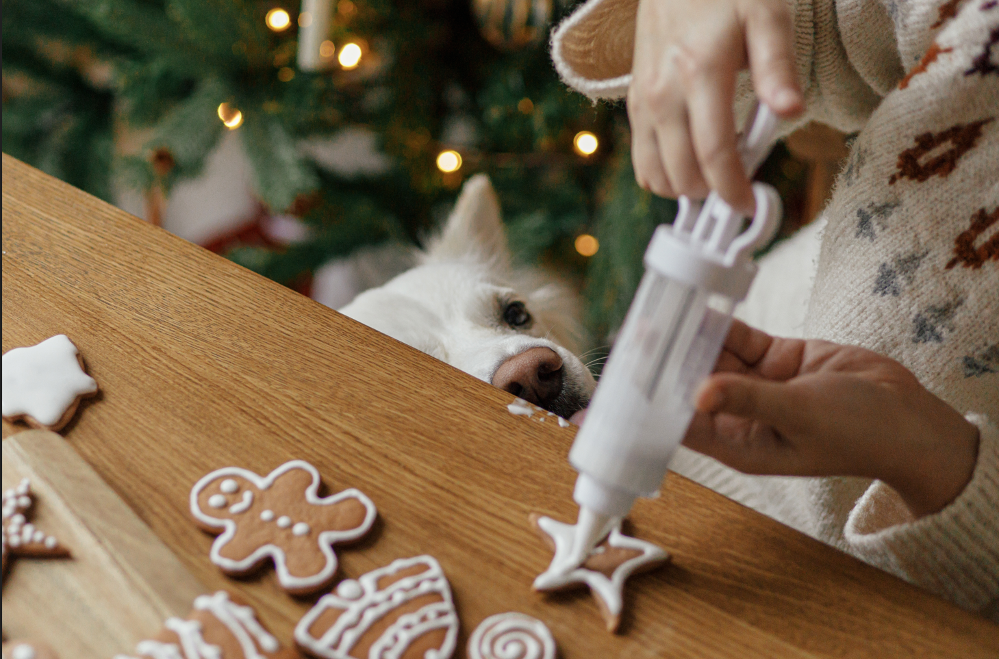 Dog observing its owner preparing Christmas food from under the table