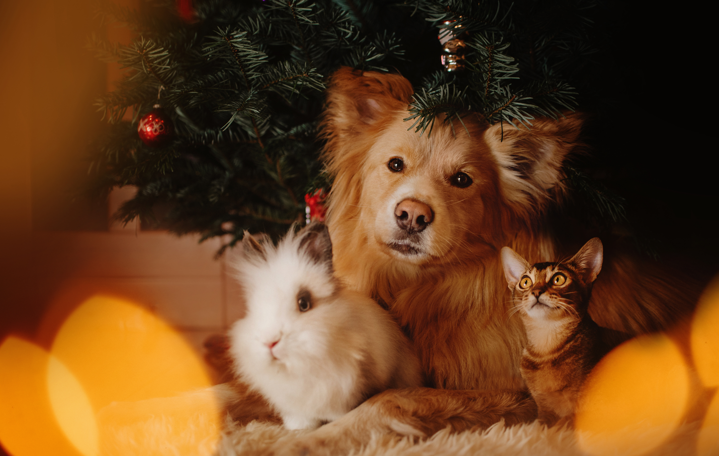 Cat, dog, and rabbit sitting together under the Christmas tree