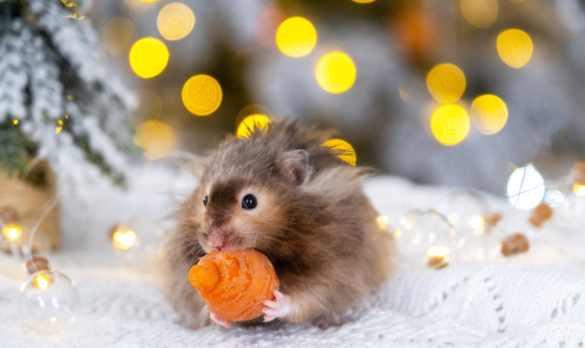 Mouse eating a Christmas carrot