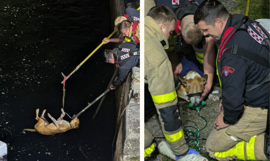 dog saved from cannal by firebrigade